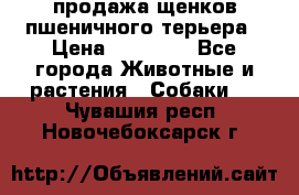 продажа щенков пшеничного терьера › Цена ­ 35 000 - Все города Животные и растения » Собаки   . Чувашия респ.,Новочебоксарск г.